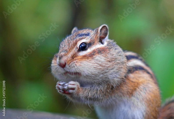 Fototapeta Beautiful portrait of a chipmunk living in the forest