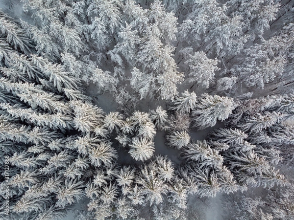 Fototapeta Aerial view of snow-clad treetops of the fir, Lika, Croatia