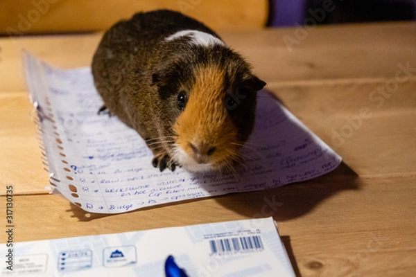 Fototapeta Guinea Pig, pet animal on the table on my homework and notes. Brown, camel and white collored curious agouti Guinea Pig in the evening, eyes in focus