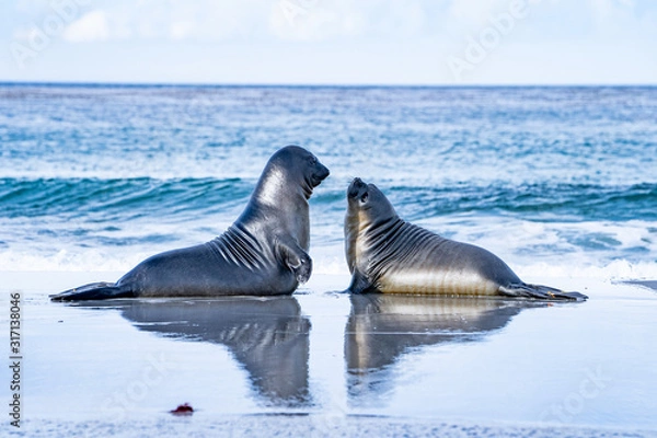 Obraz ペンギン シーライオン島 フォークランド諸島 SeaLion Island