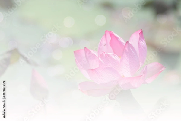 Fototapeta Pink lotus background image select focus