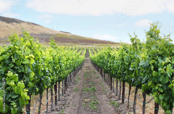Obraz Grape Vineyard