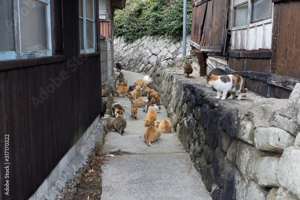 Fototapeta アオシマの猫　　　　　　　香川県大洲市青島の猫