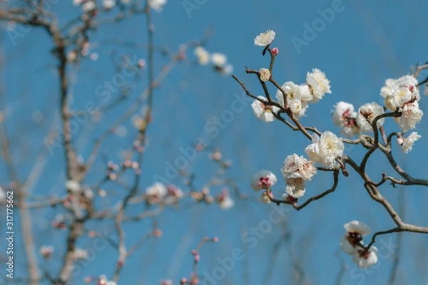 Obraz ウンリュウバイ