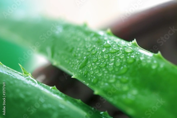 Fototapeta Aloe Vera Leaf