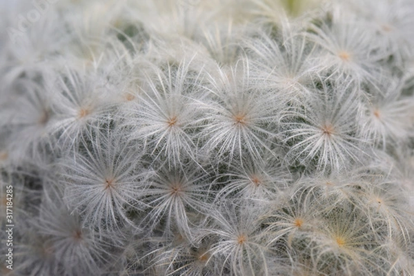 Fototapeta A close-up shot of cactus.