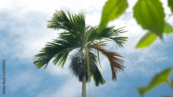 Obraz palm tree with blue sky in background