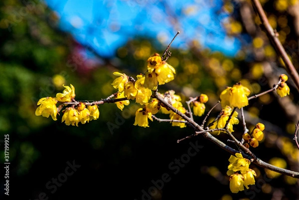 Fototapeta 農業公園のロウバイ