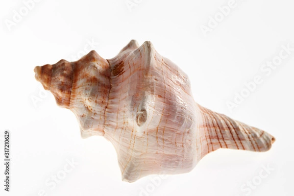 Fototapeta Isolated conch seashell on white background 