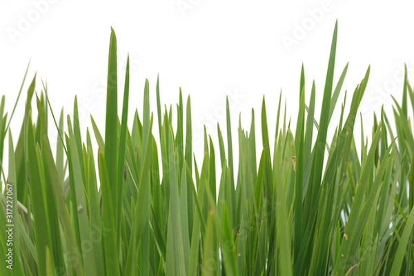 Obraz Grass isolated on white background.