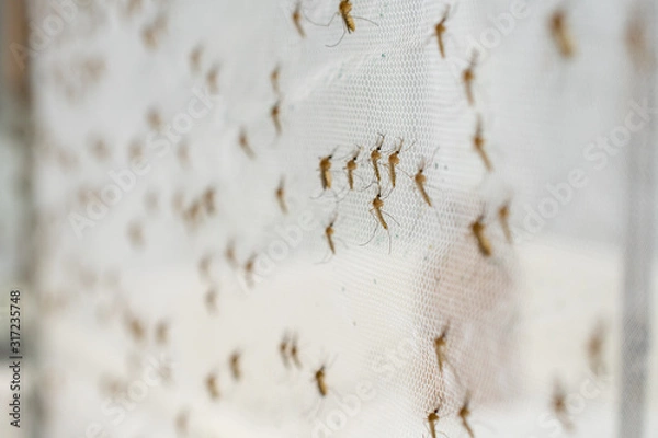 Obraz mosquito on insect net close up.