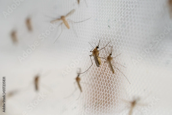 Obraz mosquito on insect net close up.