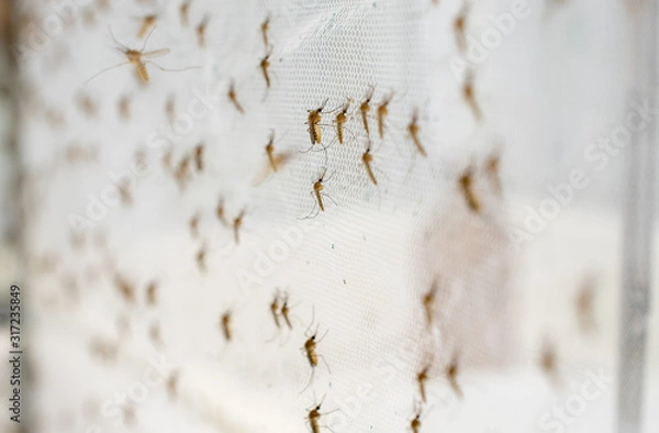 Obraz mosquito on insect net close up.