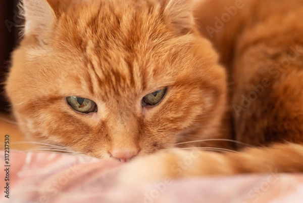 Obraz Sleepy red cat. Selective focus on eyes.