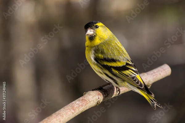 Obraz Erlenzeisig (m)