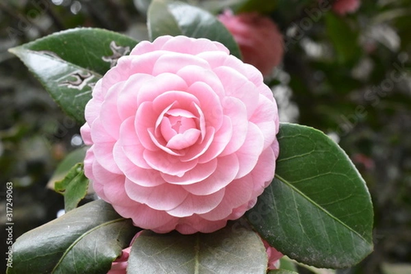 Fototapeta ツバキ