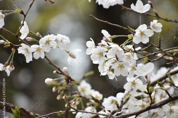 Fototapeta 桜