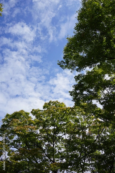 Fototapeta 樹木と空