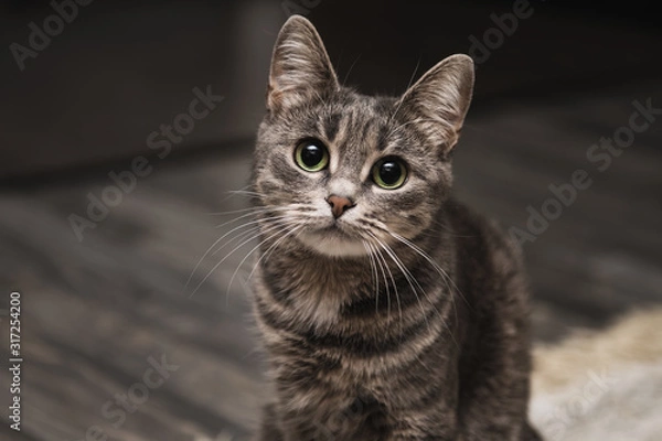 Fototapeta Portrait of beautiful striped grey cat with big green eyes. Curious playful pet with big ears at home. Animal looking to a camera.