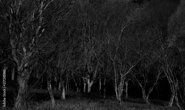 Fototapeta 暗い森