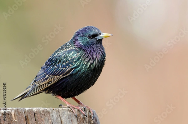 Fototapeta Common Starling | Star