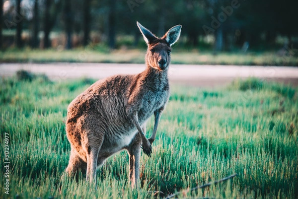 Obraz Heirisson Island kangaroo