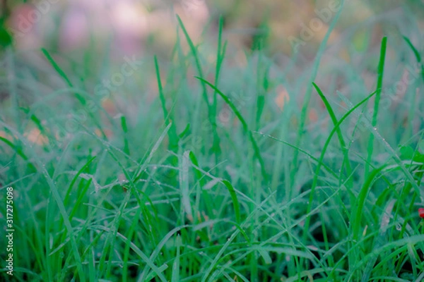 Obraz grass on green background