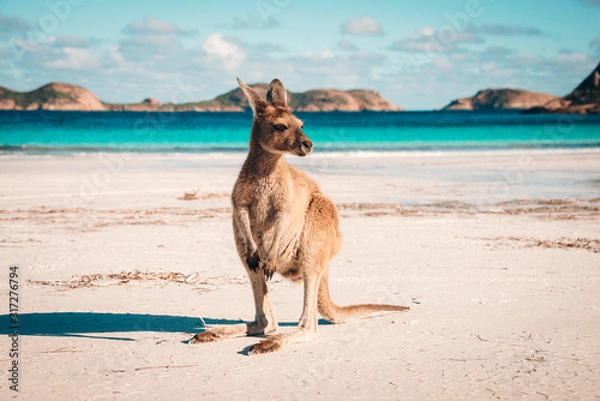 Obraz Esperance Kangaroo beach
