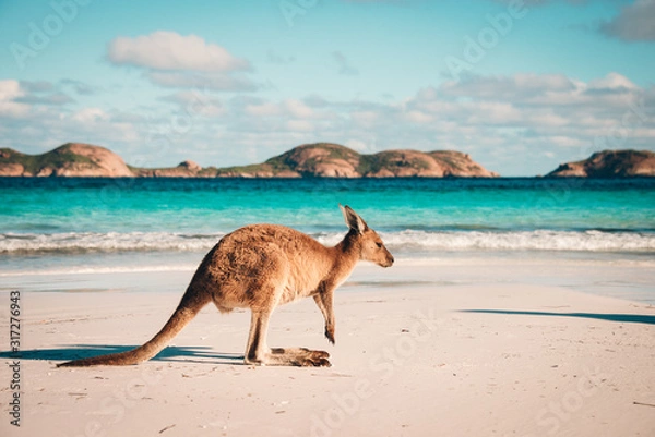 Obraz Australia beach Kangaroo Esperance