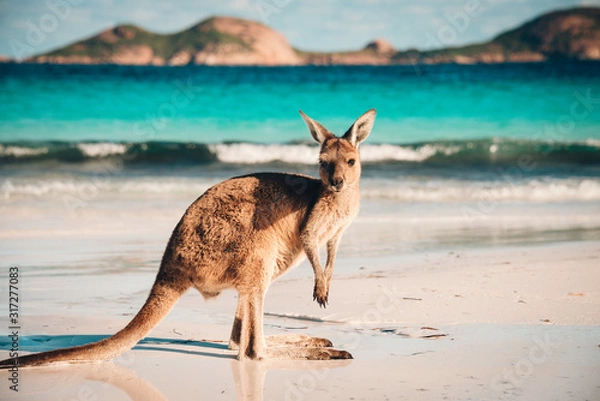 Obraz Australian beach Kangaroo portrait