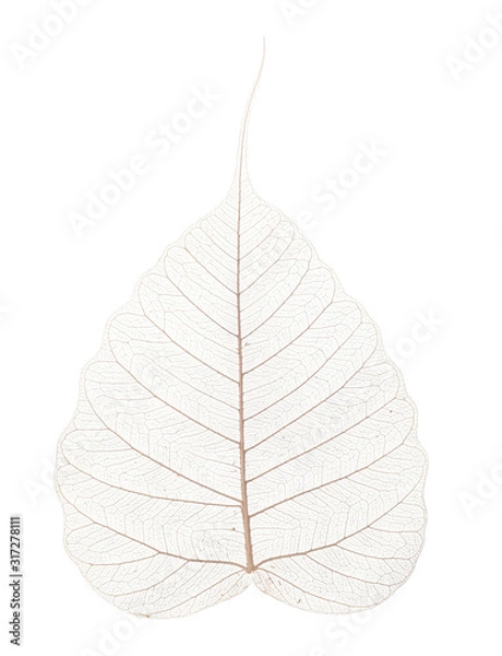 Fototapeta a leaf texture close up on a white background