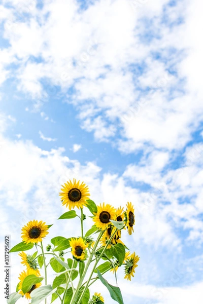 Obraz ヒマワリと青空