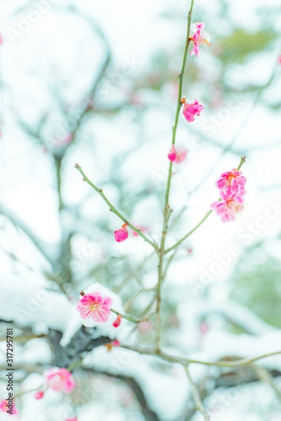 Obraz 淡い色の雪と梅の花