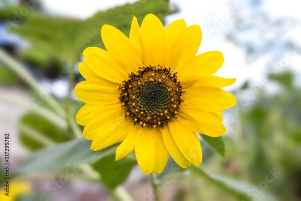 Obraz 小さなヒマワリ