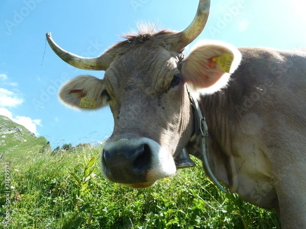 Obraz Grauvieh auf der Alm