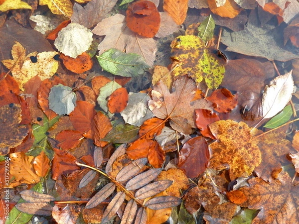 Obraz Herbstlaub im Alpsee