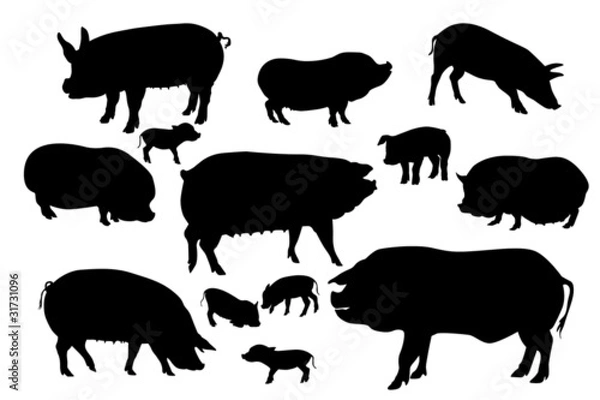 Fototapeta pigs and boars silhouettes set on white