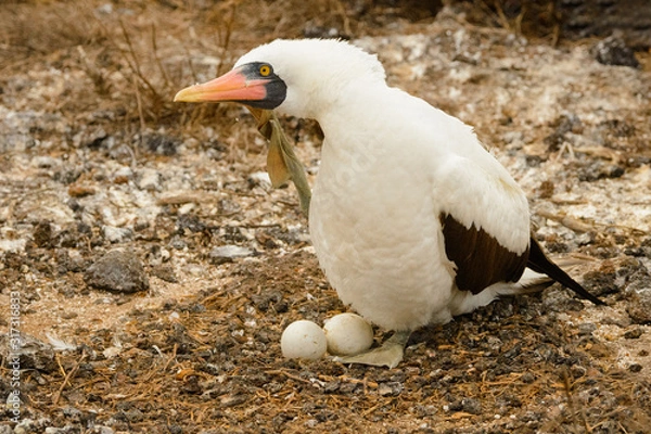 Obraz Nazca Booby with eggs in a nest