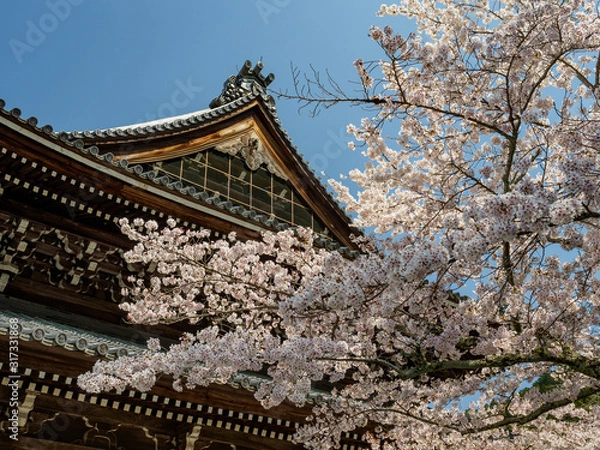 Obraz 南禅寺の桜
