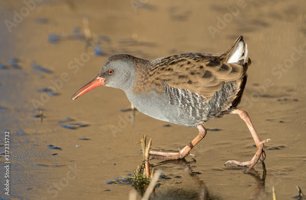 Obraz Water Rail on Ice