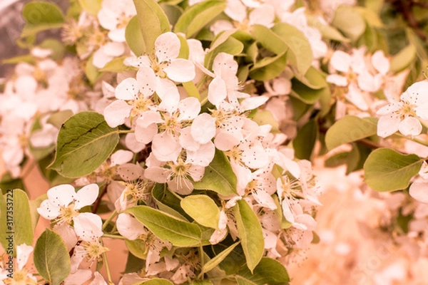Fototapeta Pear flowers in a tender pink tint. Love and a sense of beauty in everyday life.