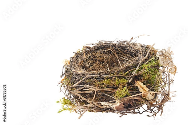Obraz Szczegóły gniazdo kos na białym tle