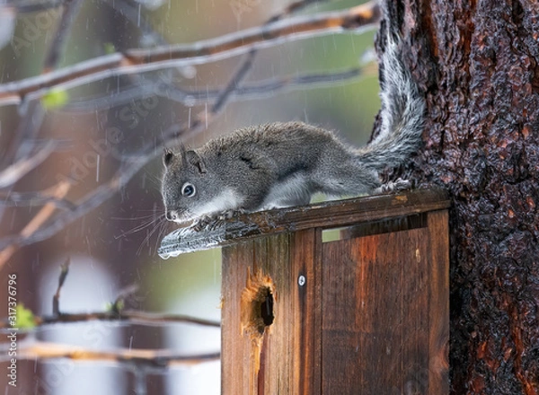 Fototapeta Douglas squirrel perched on bird house watching the pouring rain
