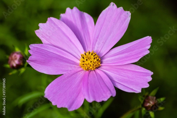 Obraz Purple cosmos