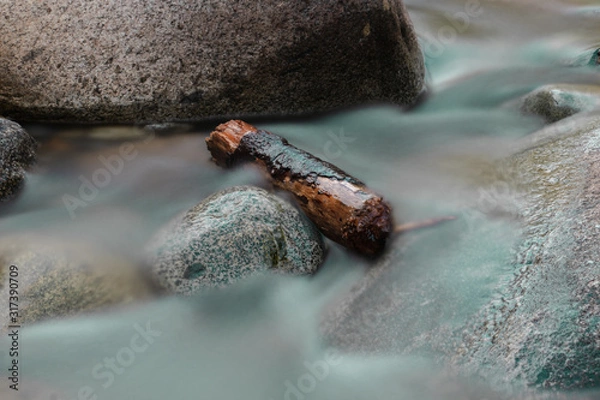 Obraz trunk in water