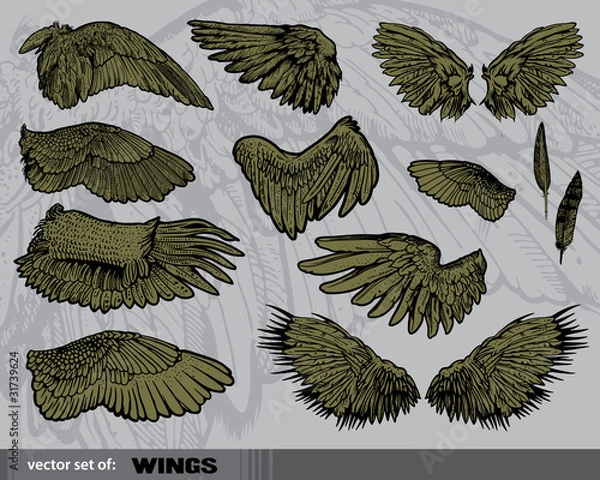 Obraz Vector set of  Wings