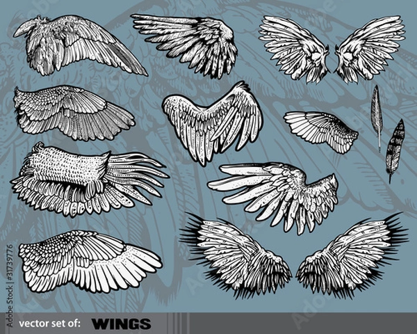 Obraz Vector set of  Wings
