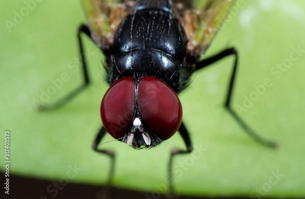 Fototapeta Macro Photo of Black Fly on Green Leaf Isolated on Background