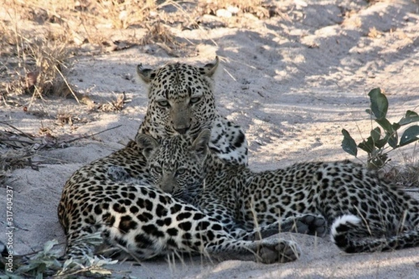 Obraz mother leopard