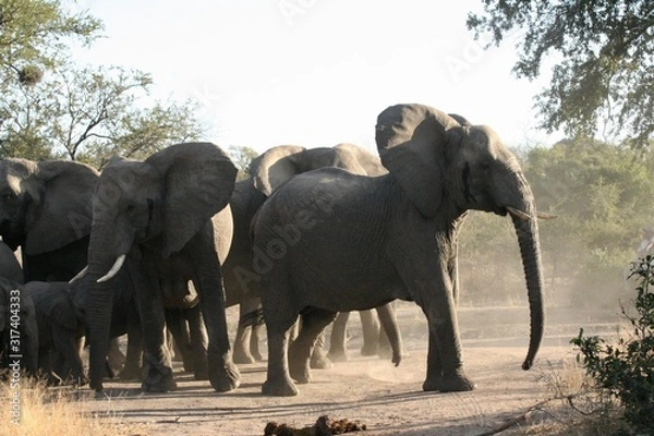 Obraz elephants playing